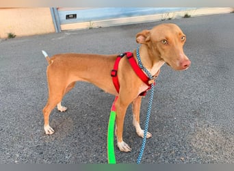 Quinoa - kleine Podenca sucht das Glück