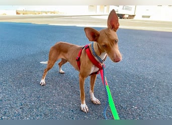 Quinoa - kleine Podenca sucht das Glück