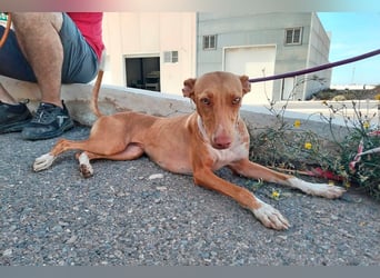 Quinoa - kleine Podenca sucht das Glück