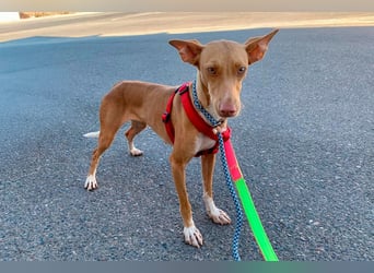 Quinoa - kleine Podenca sucht das Glück