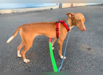 Quinoa - kleine Podenca sucht das Glück