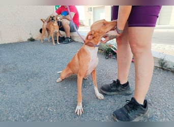 Quinoa - kleine Podenca sucht das Glück