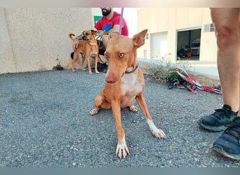 Quinoa - kleine Podenca sucht das Glück