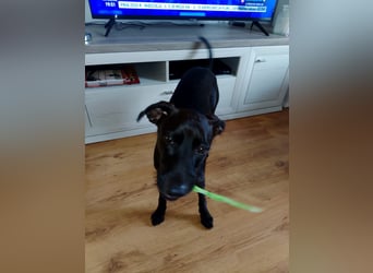 Podenco Portogiuse an guten Nachfolger abzugeben...