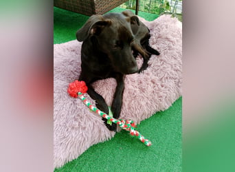 Podenco Portogiuse an guten Nachfolger abzugeben...