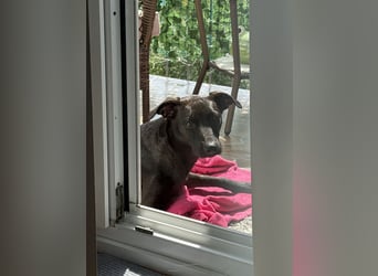 Podenco Portogiuse an guten Nachfolger abzugeben...