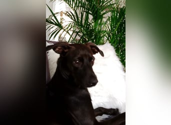 Podenco Portogiuse an guten Nachfolger abzugeben...