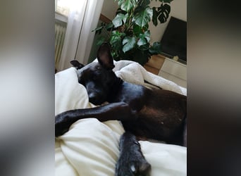Podenco Portogiuse an guten Nachfolger abzugeben...