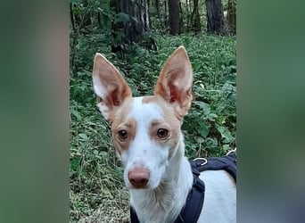 Chira ,treue Podenca sucht ihre Menschen ganz für sich