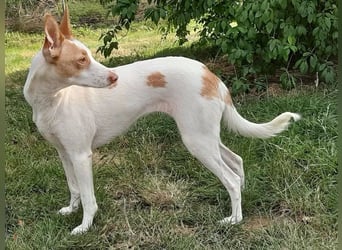 Chira ,treue Podenca sucht ihre Menschen ganz für sich