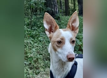 Chira ,treue Podenca sucht ihre Menschen ganz für sich