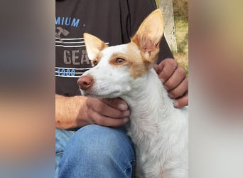 Chira ,treue Podenca sucht ihre Menschen ganz für sich