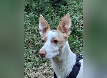Chira ,treue Podenca sucht ihre Menschen ganz für sich