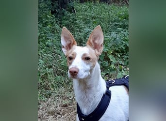 Chira ,treue Podenca sucht ihre Menschen ganz für sich