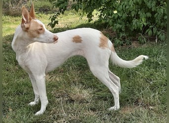Chira ,treue Podenca sucht ihre Menschen ganz für sich