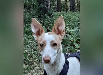 Chira ,treue Podenca sucht ihre Menschen ganz für sich