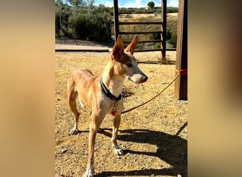 Gloria, menschenbezogene soziale Hündin