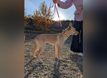 Nala , eine treue Seele sucht ihren Platz