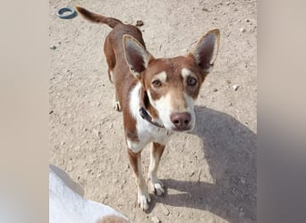 Turrón, sucht einen sicheren Platz