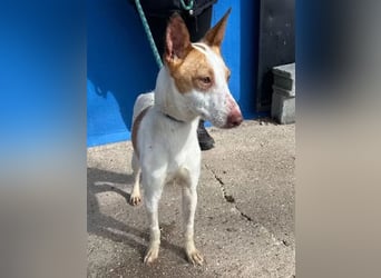 Rayos ,ein Herzenshund sucht sein Für-Immer-Zuhause
