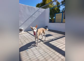 Atreu, ein junger Podenco  mit viel Potenzial