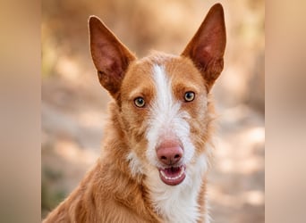 Ulises, ein toller Familienhund