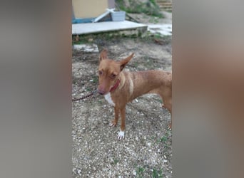 Ween, freundlich und unglaublich dankbar