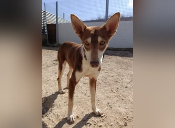 Turrón, sucht einen sicheren Platz