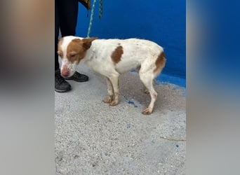Baloo , ein Herzenshund sucht sein Für-Immer-Zuhause