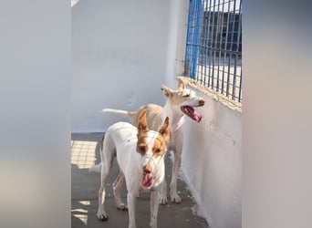 Baloo , ein Herzenshund sucht sein Für-Immer-Zuhause