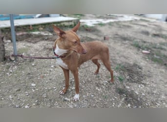 Ween, freundlich und unglaublich dankbar