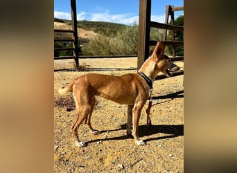 Gloria, menschenbezogene soziale Hündin