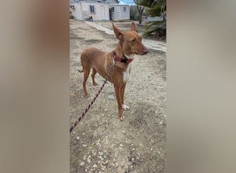 Ween, freundlich und unglaublich dankbar