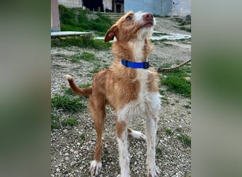 Ulises liebt Kinder und wäre so gerne ein Familienhund