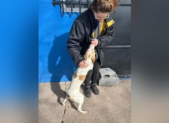 Rayos ,ein Herzenshund sucht sein Für-Immer-Zuhause