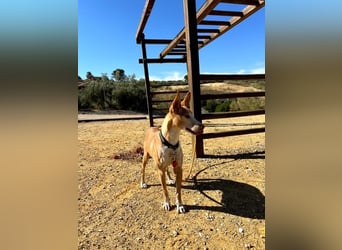 Gloria, menschenbezogene soziale Hündin