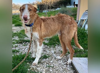 Ulises - sanfter Herzenshund auf der Suche nach seinem Zuhause