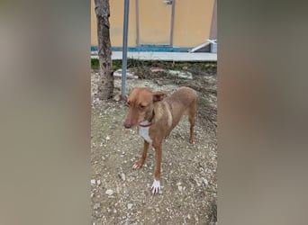 Ween, freundlich und unglaublich dankbar