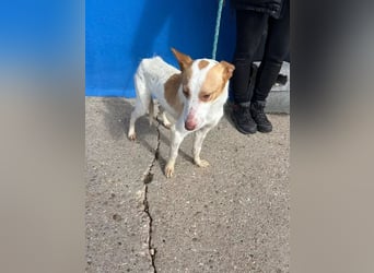 Rayos ,ein Herzenshund sucht sein Für-Immer-Zuhause