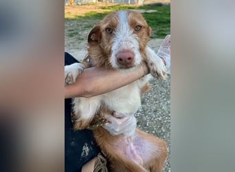 Ulises - sanfter Herzenshund auf der Suche nach seinem Zuhause