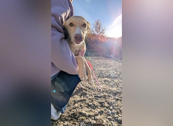 Nala , eine treue Seele sucht ihren Platz