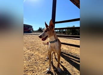 Gloria, menschenbezogene soziale Hündin