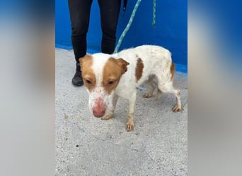 Baloo , ein Herzenshund sucht sein Für-Immer-Zuhause