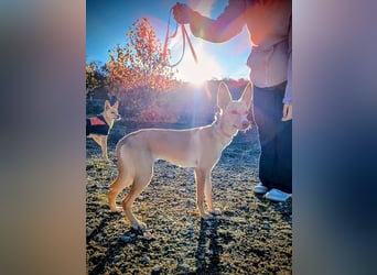 Nala , eine treue Seele sucht ihren Platz