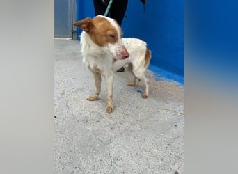 Baloo , ein Herzenshund sucht sein Für-Immer-Zuhause