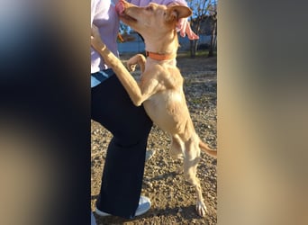 Nala , eine treue Seele sucht ihren Platz