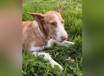 Ulises liebt Kinder und wäre so gerne ein Familienhund