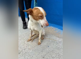 Baloo , ein Herzenshund sucht sein Für-Immer-Zuhause