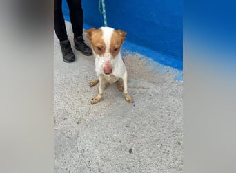 Baloo , ein Herzenshund sucht sein Für-Immer-Zuhause