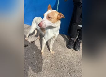 Rayos ,ein Herzenshund sucht sein Für-Immer-Zuhause